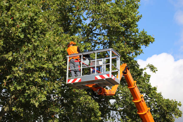 Liberty Triangle, FL Tree Removal and Landscaping Services Company